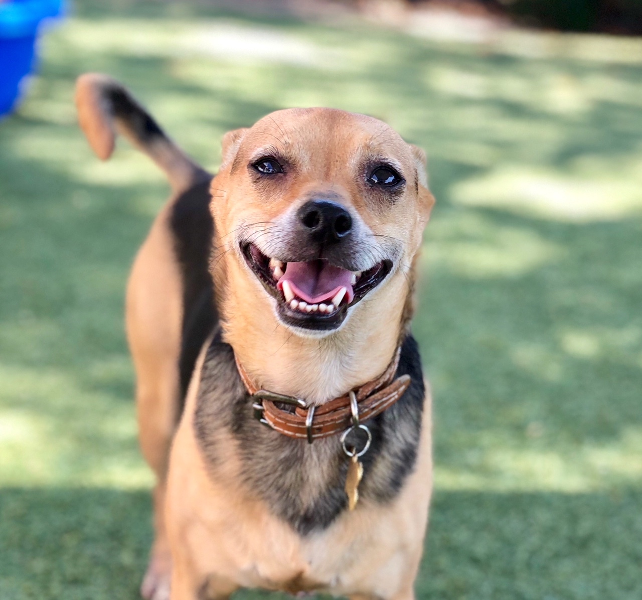 Isley, an adoptable Beagle, Pug in Beverly Hills, CA, 90210 | Photo Image 1