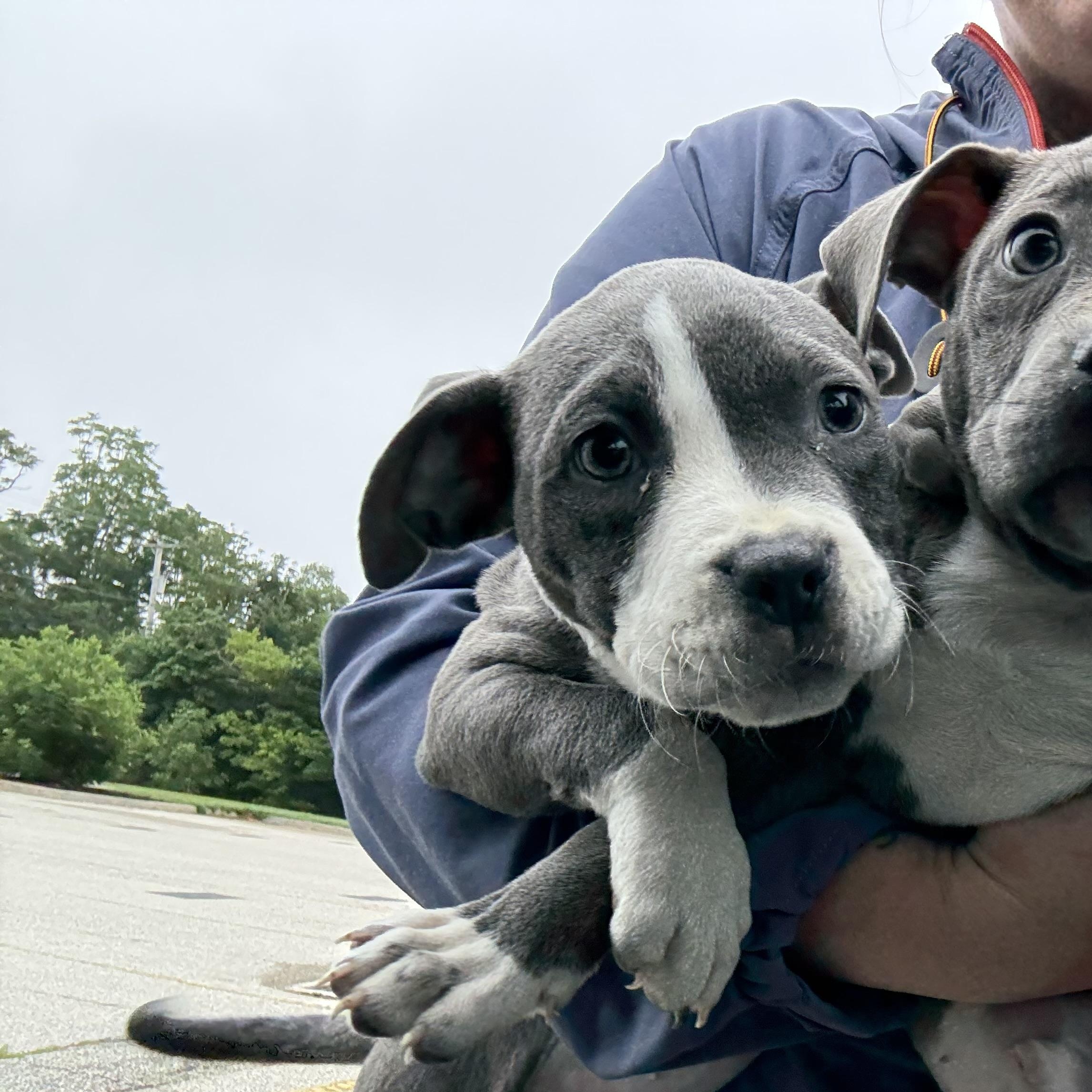 Teacups, Adopted, Puppy Female Pit Bull Terrier.