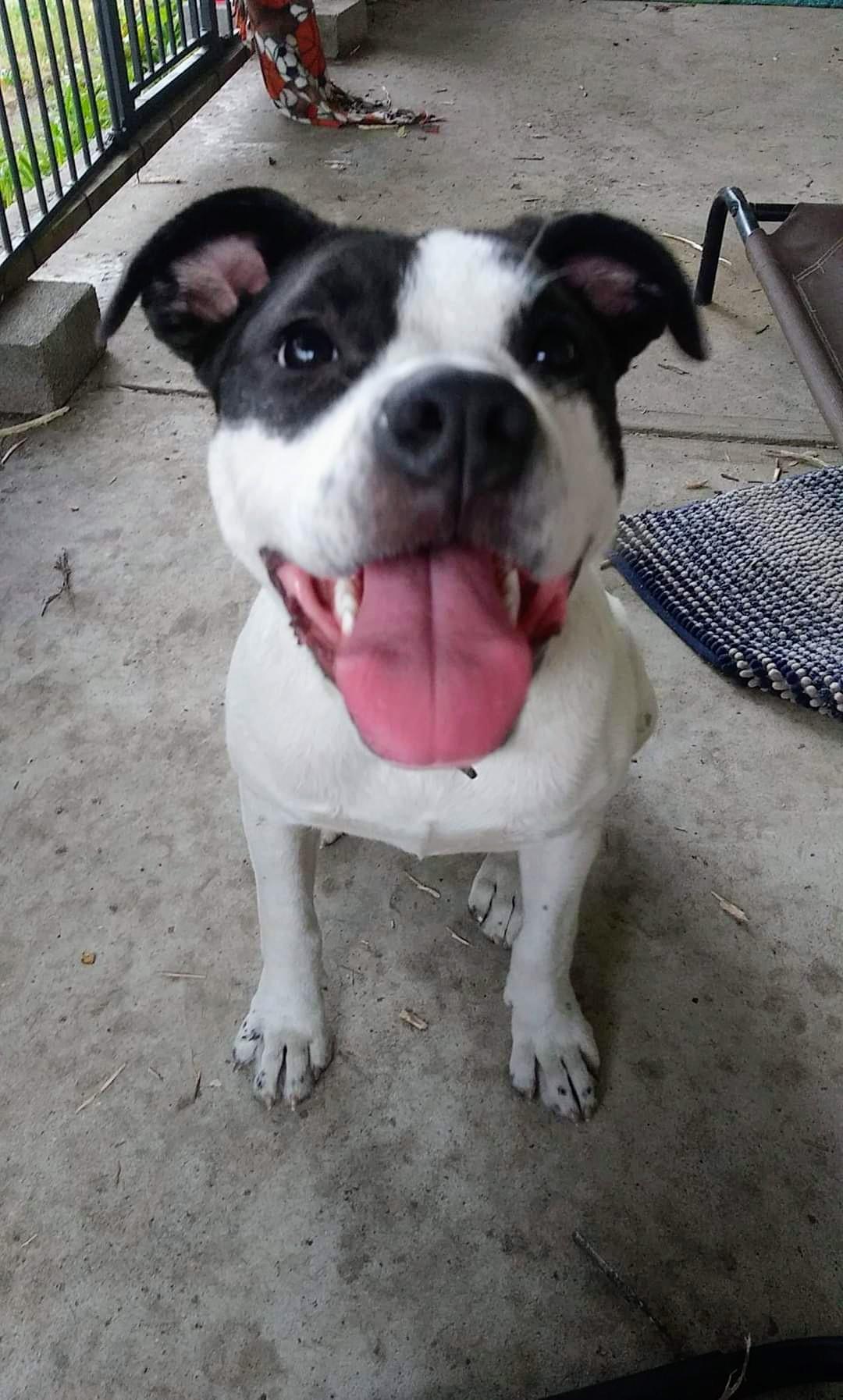 Enlarge Connie Cora, a Adoptable mixed breed in Marine City, MI image 1/3