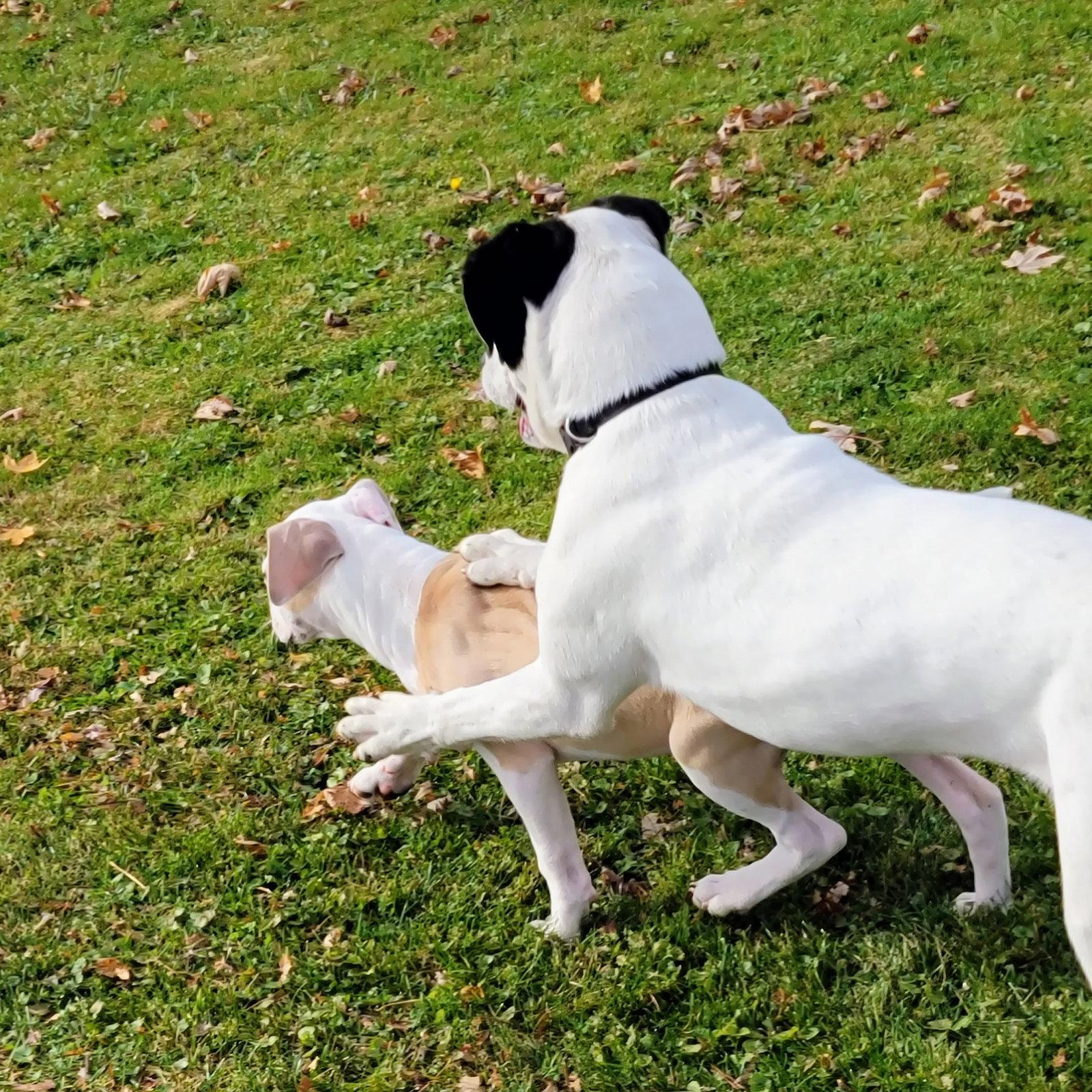 Enlarge Connie Cora, a Adoptable mixed breed in Marine City, MI image 2/3