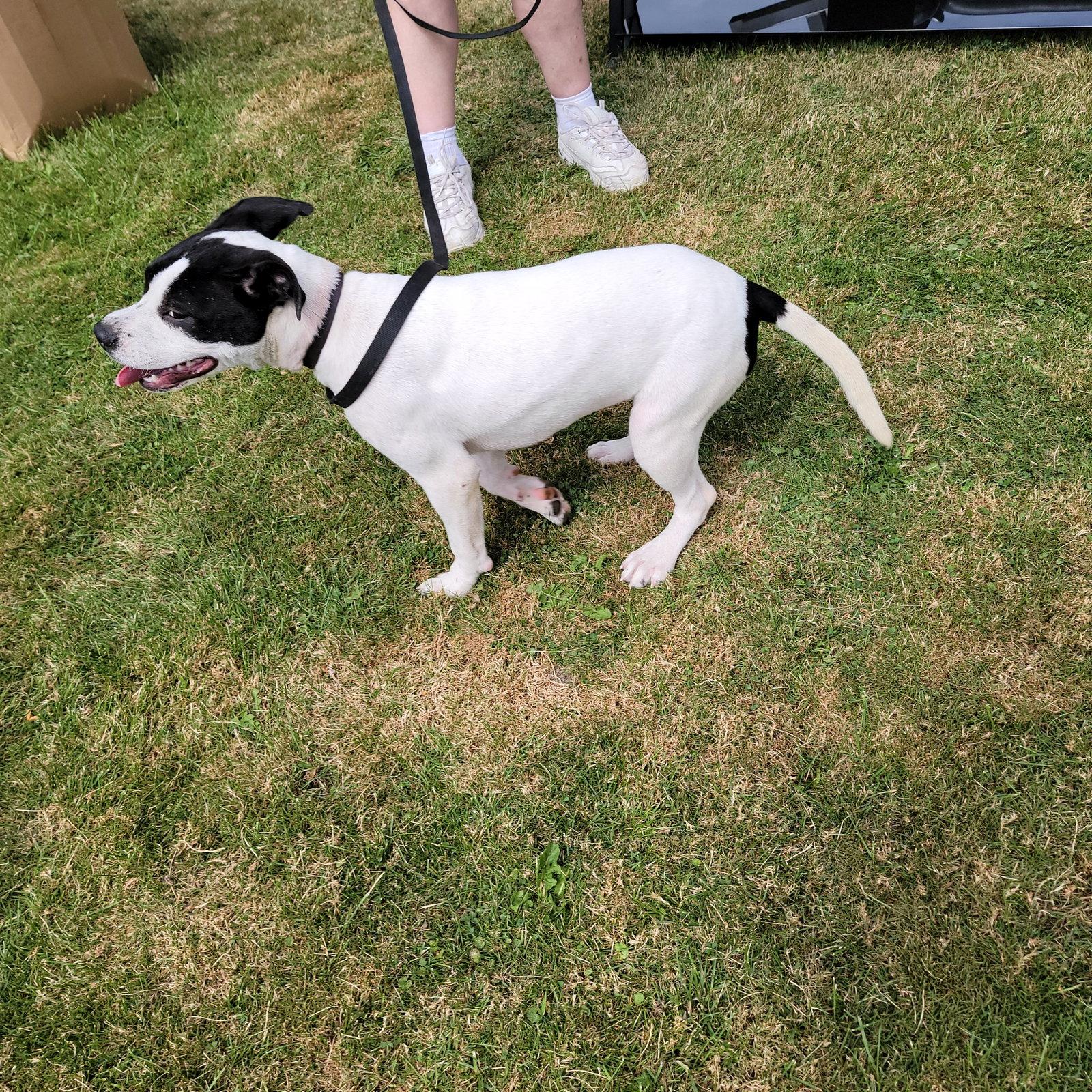 Enlarge Connie Cora, a Adoptable mixed breed in Marine City, MI image 3/3