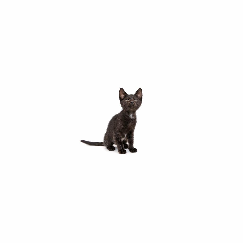 Larkspur, Adoptable, Kitten Female Domestic Short Hair.