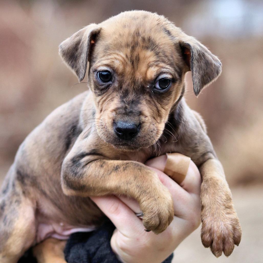 CT Calamity avail Dec 27, Adoptable, Puppy Female Catahoula Leopard Dog.