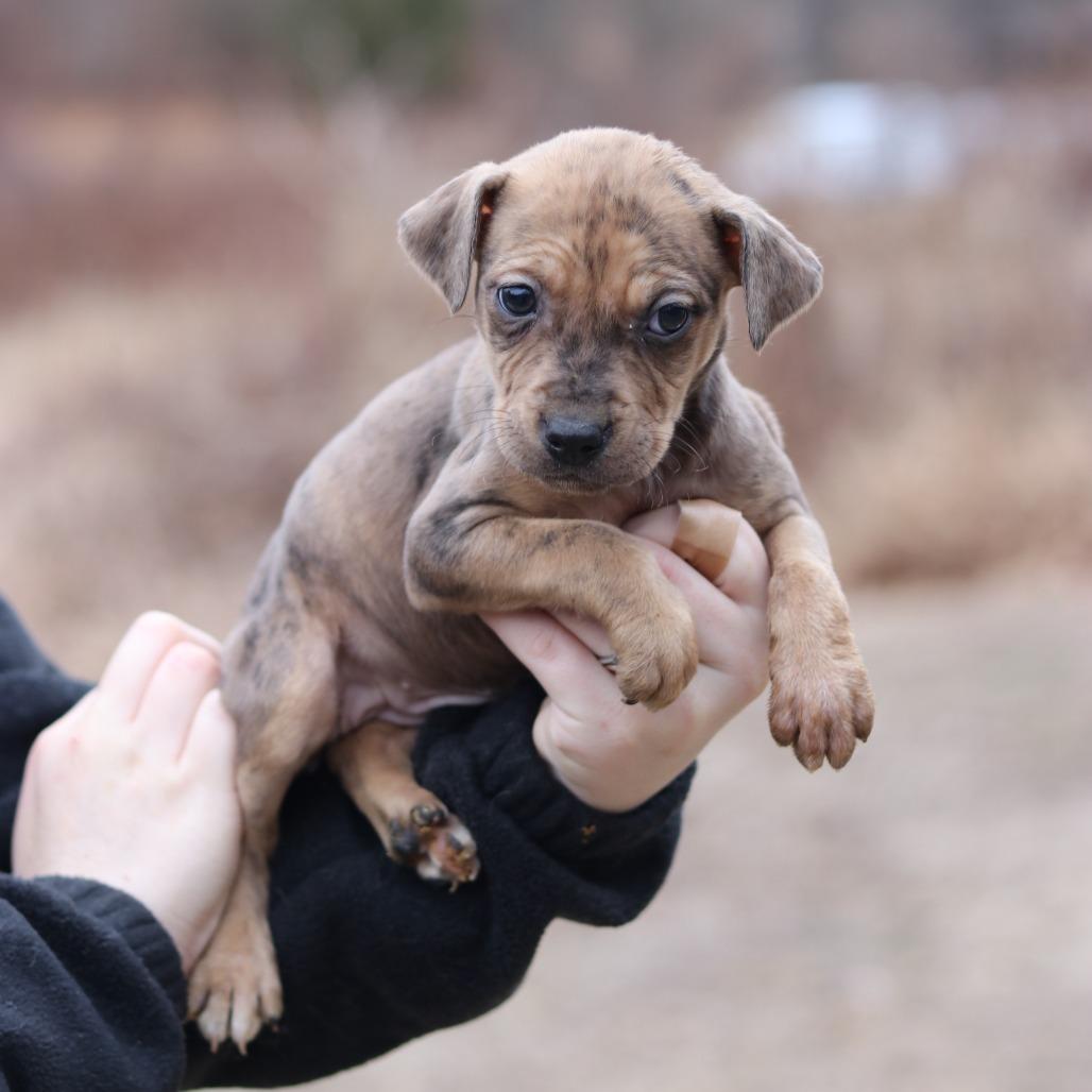 Enlarge CT Calamity avail Dec 27, a Adoptable mixed breed in Stormville, NY image 2/3