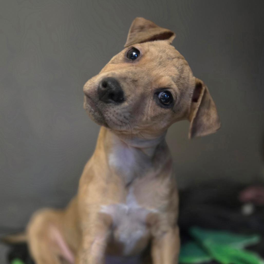 Enlarge CT Calamity (Foster in Stafford, CT), a Adoptable mixed breed in Stormville, NY image 5/5