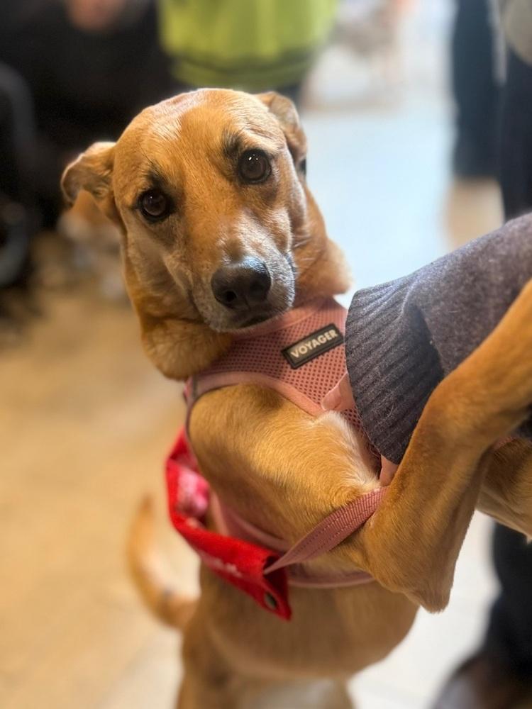 Lia, Adoptable, Adult Female Chihuahua & Shepherd.