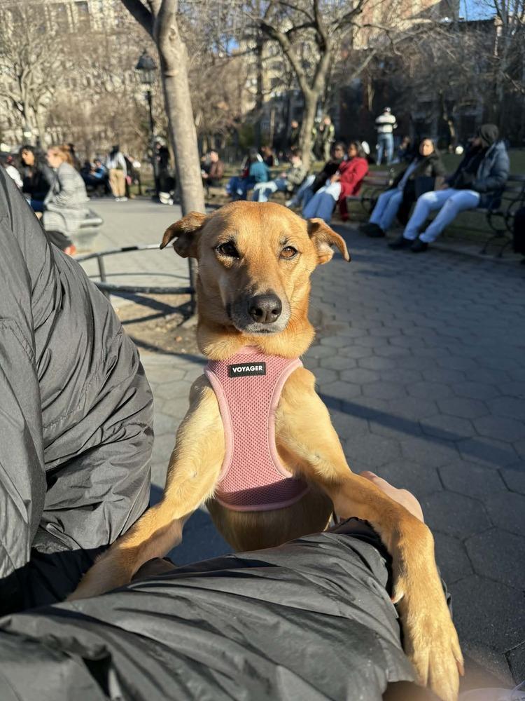 Enlarge Lia, a Adoptable mixed breed in New York, NY image 2/6