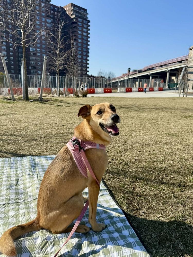 Enlarge Lia, a Adoptable mixed breed in New York, NY image 3/6