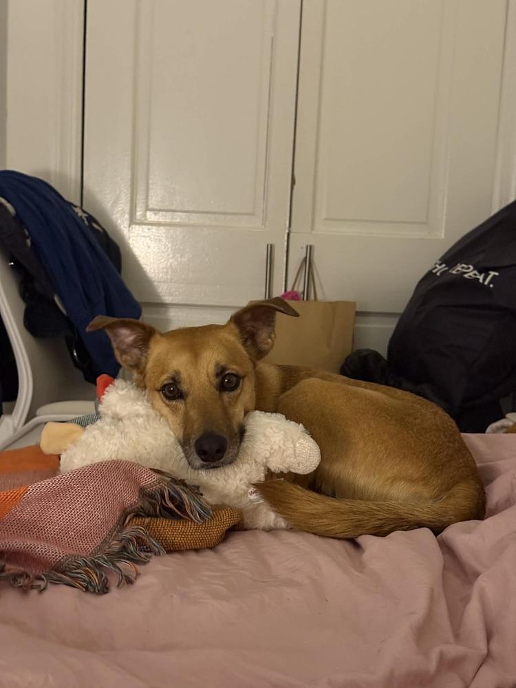 Enlarge Lia, a Adoptable mixed breed in New York, NY image 4/6