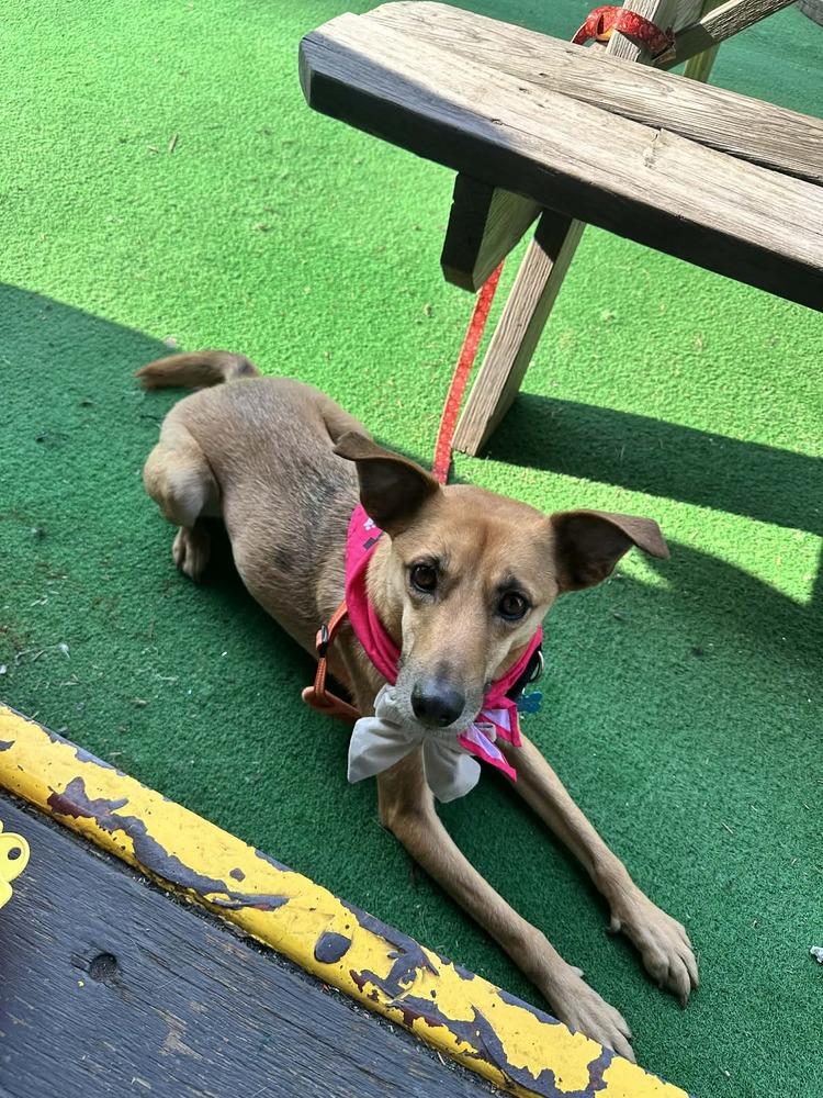 Enlarge Lia, a Adoptable mixed breed in New York, NY image 5/6