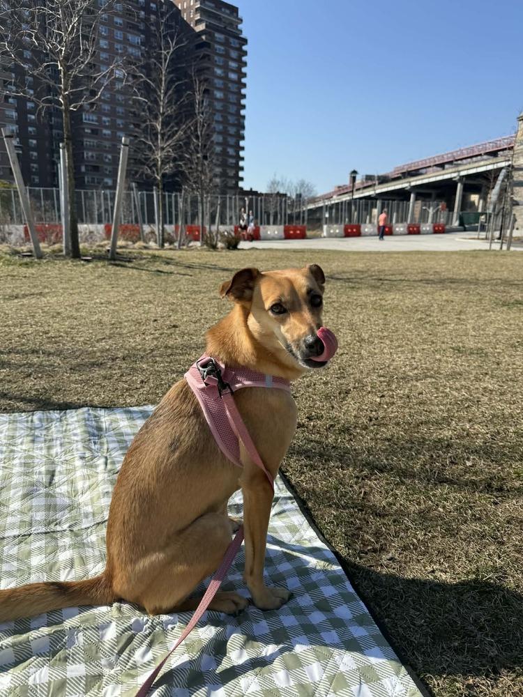 Enlarge Lia, a Adoptable mixed breed in New York, NY image 6/6