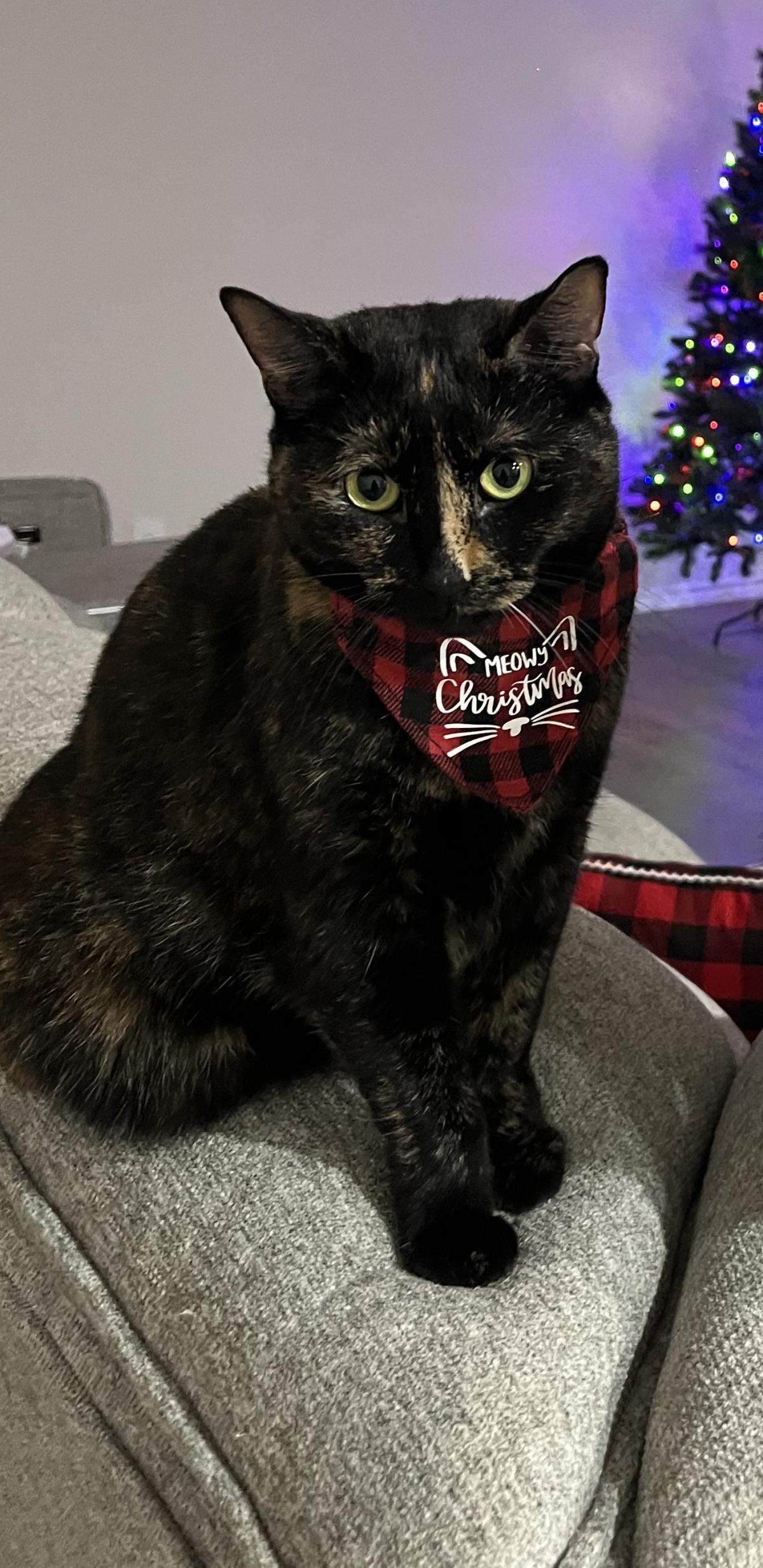 Pumpkin, Adoptable, Adult Female Domestic Short Hair.