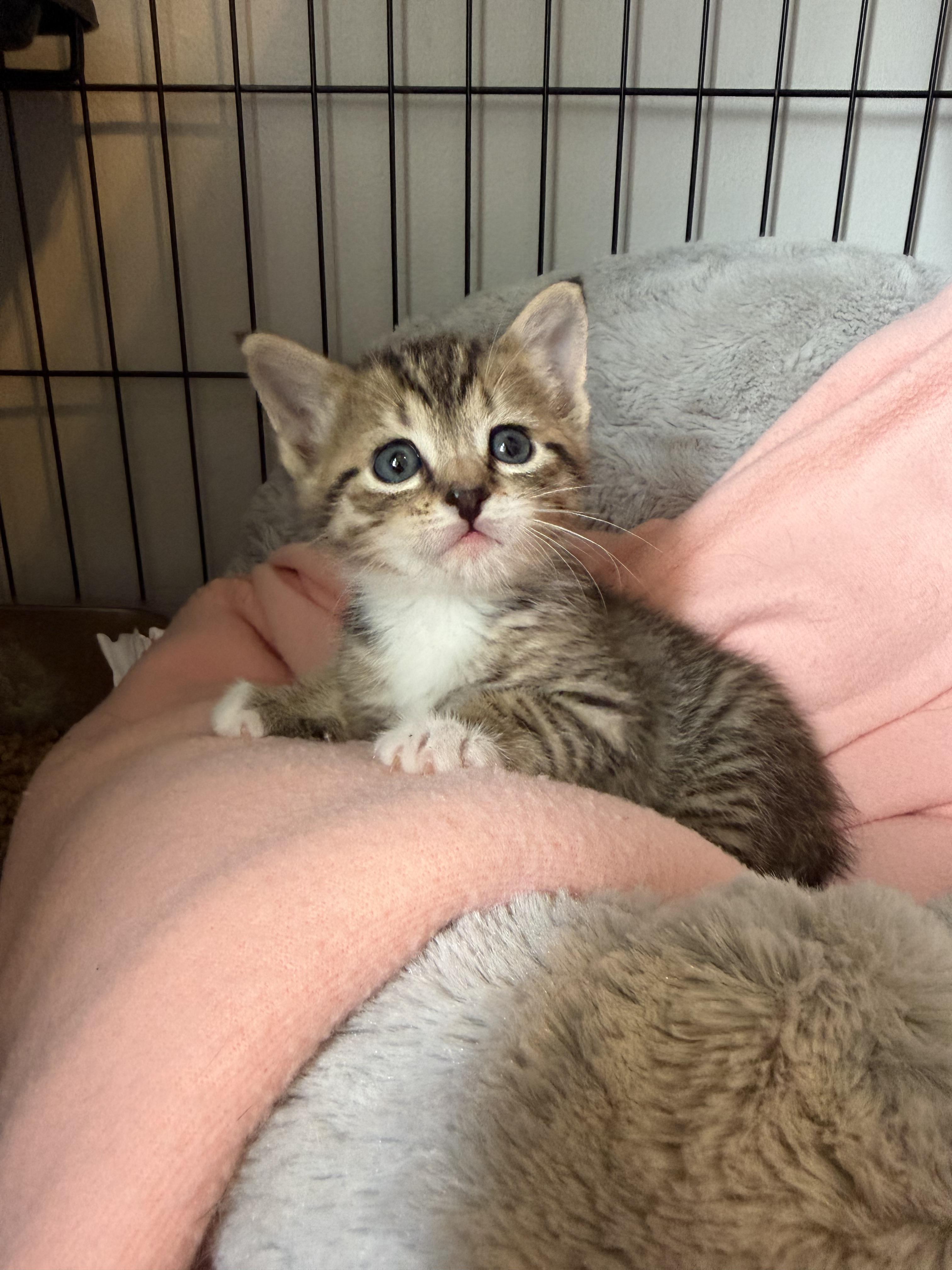 Ceasar, Adoptable, Kitten Male Domestic Short Hair.