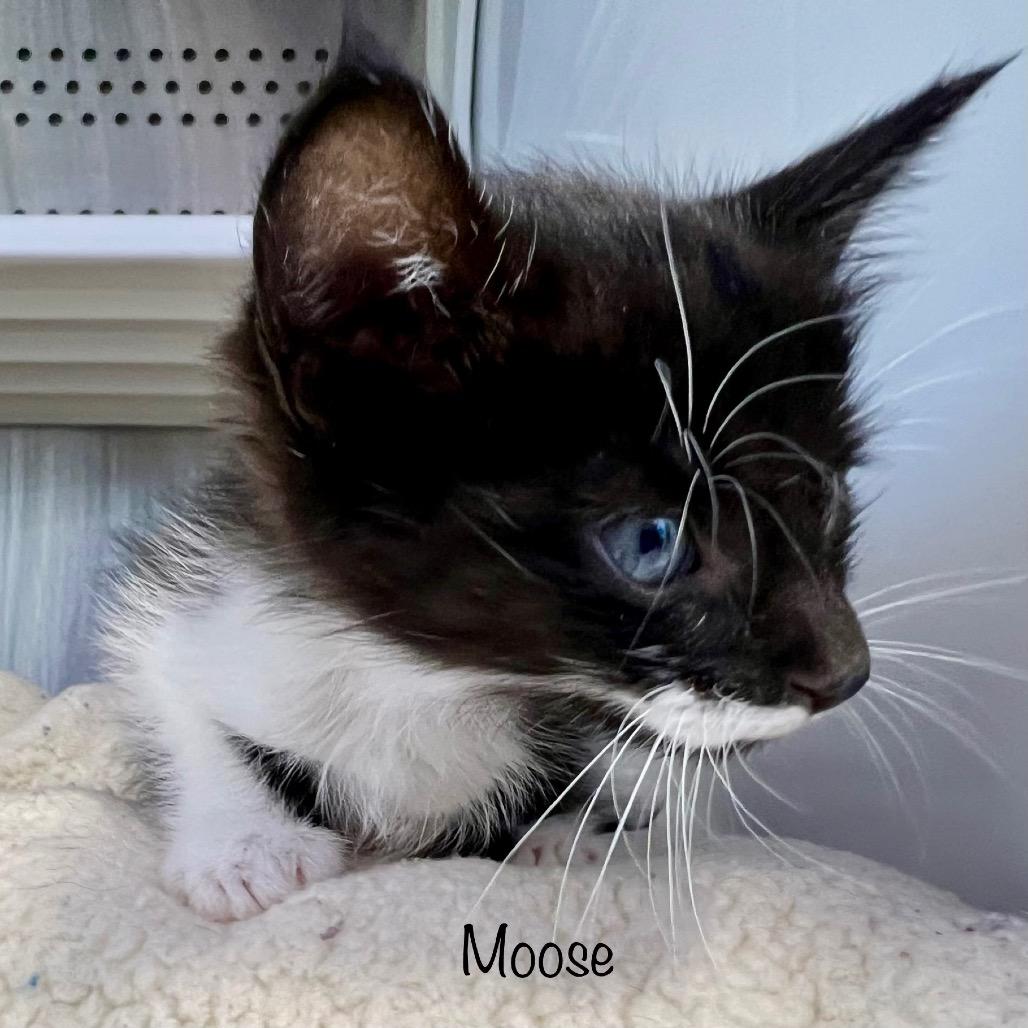 Moose photo