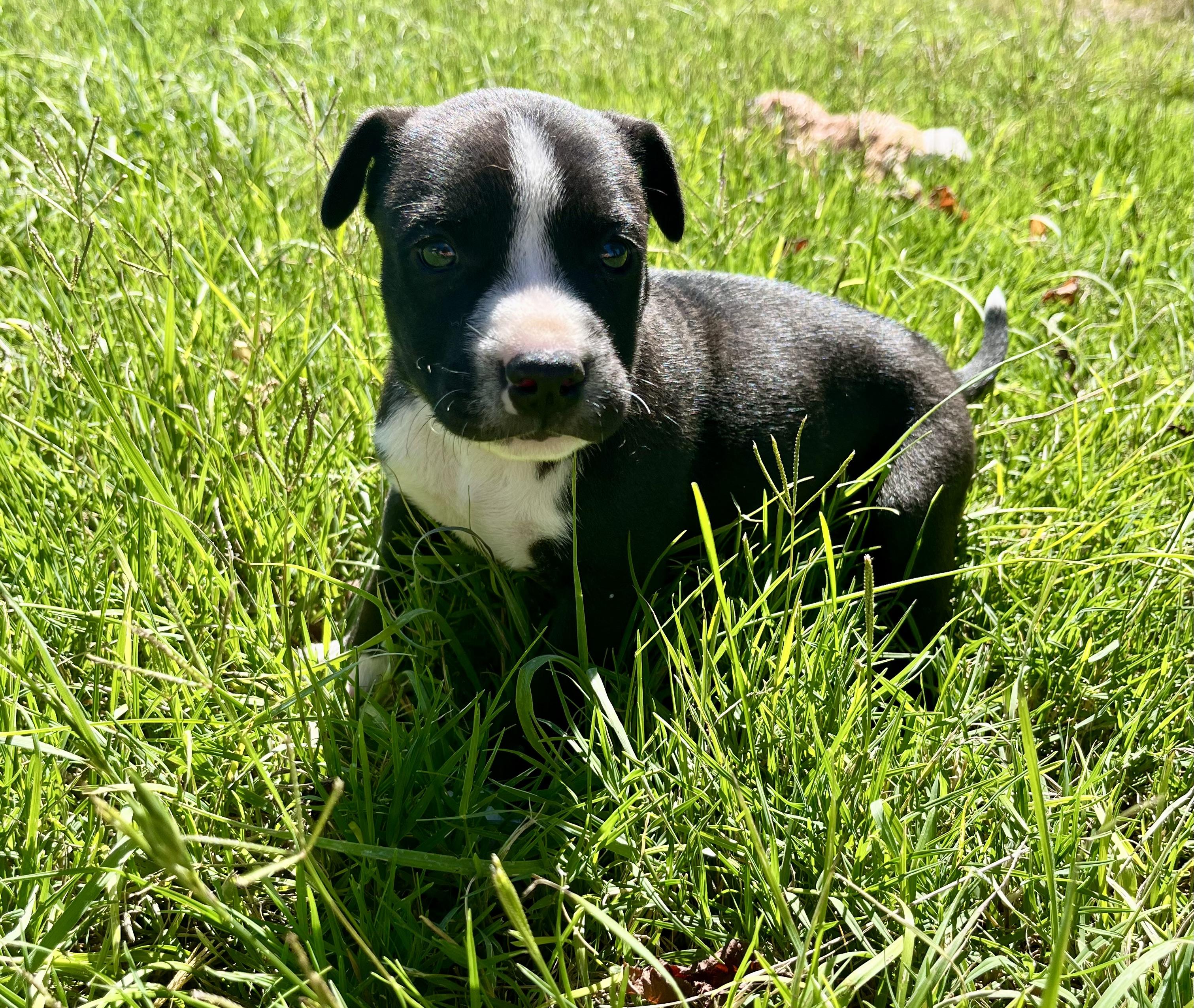 Luna