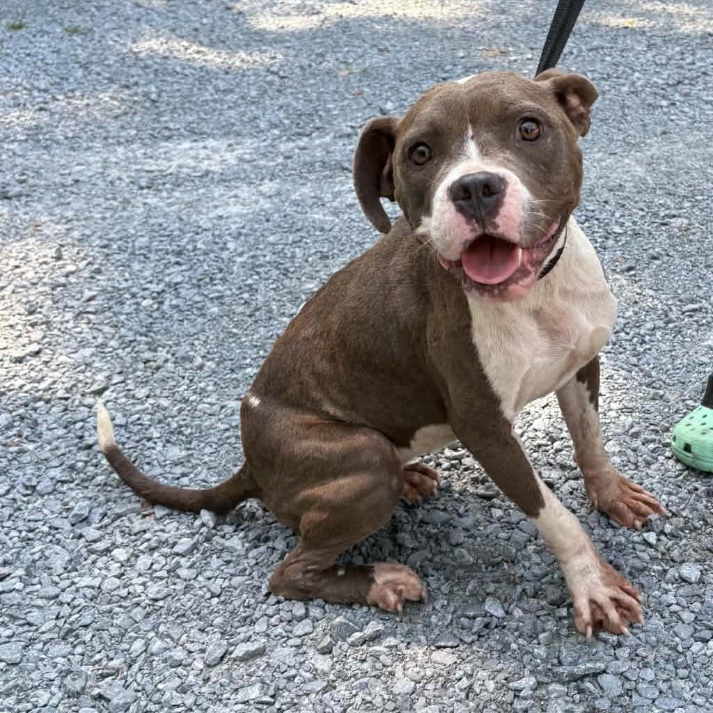 James, ADOPTABLE, Adult Male American Bulldog.