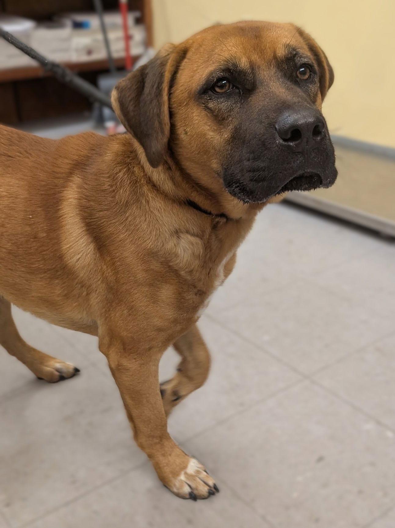 Jackson, Adoptable, Young Male Pit Bull Terrier.