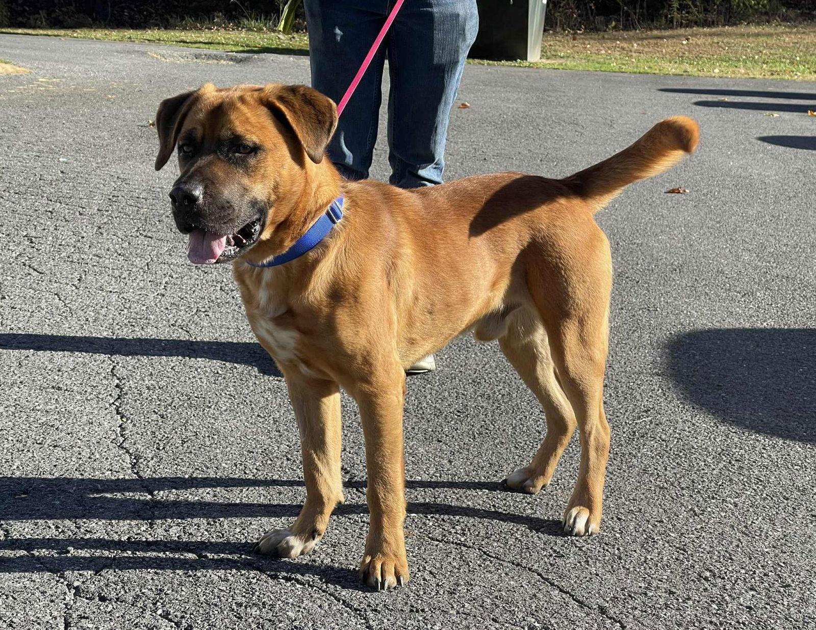 Enlarge Jackson, a Adoptable Pit Bull Terrier in Covington, VA image 2/2