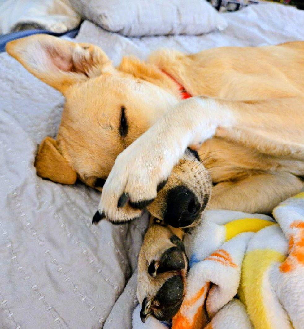 Enlarge Kimber, a Adoptable Labrador Retriever in Cottage Grove, MN image 1/3