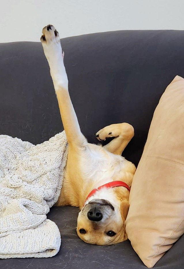 Enlarge Kimber, a Adoptable Labrador Retriever in Cottage Grove, MN image 3/3