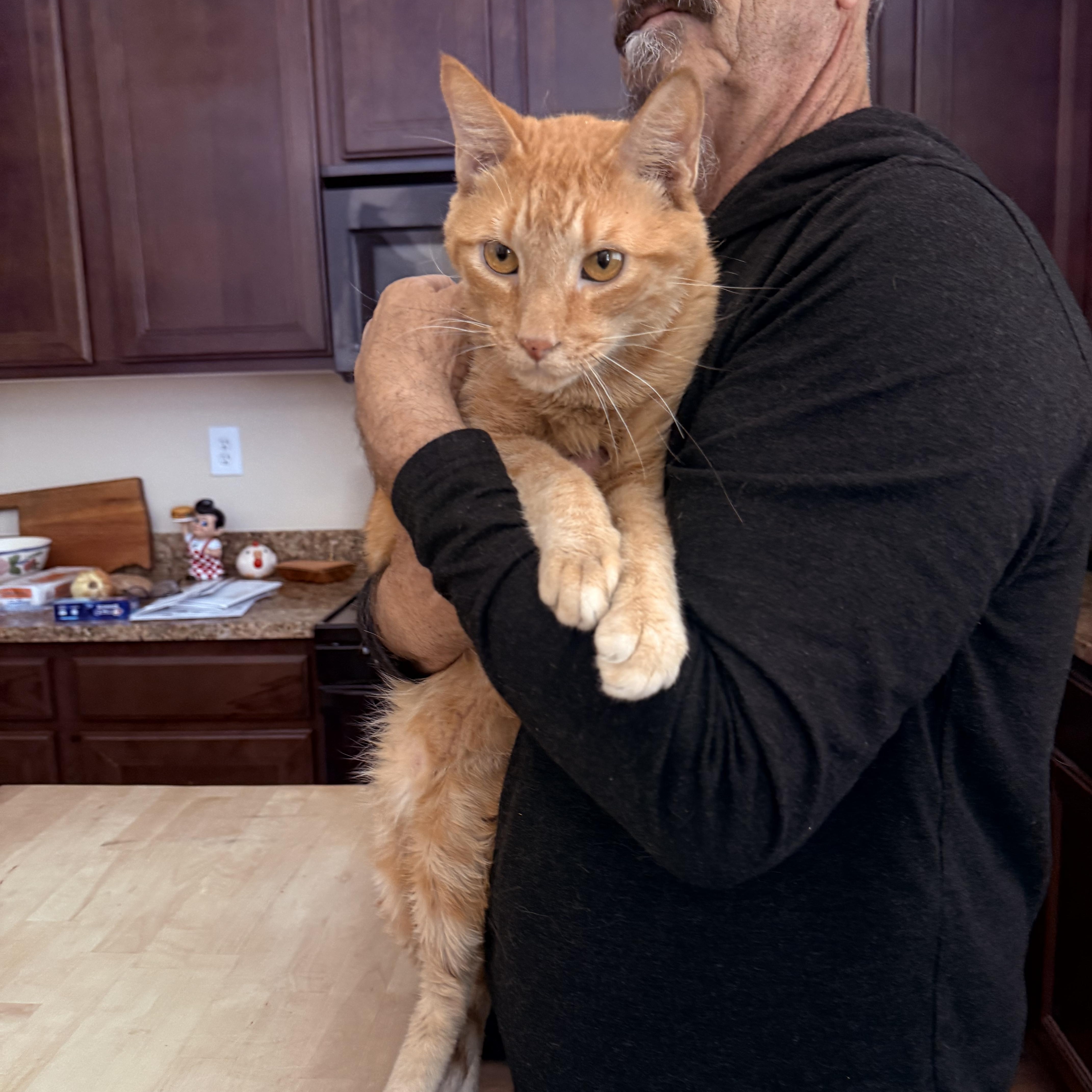 Enlarge Cat-tourney, an adopted Tabby in Las Vegas, NV image 1/1