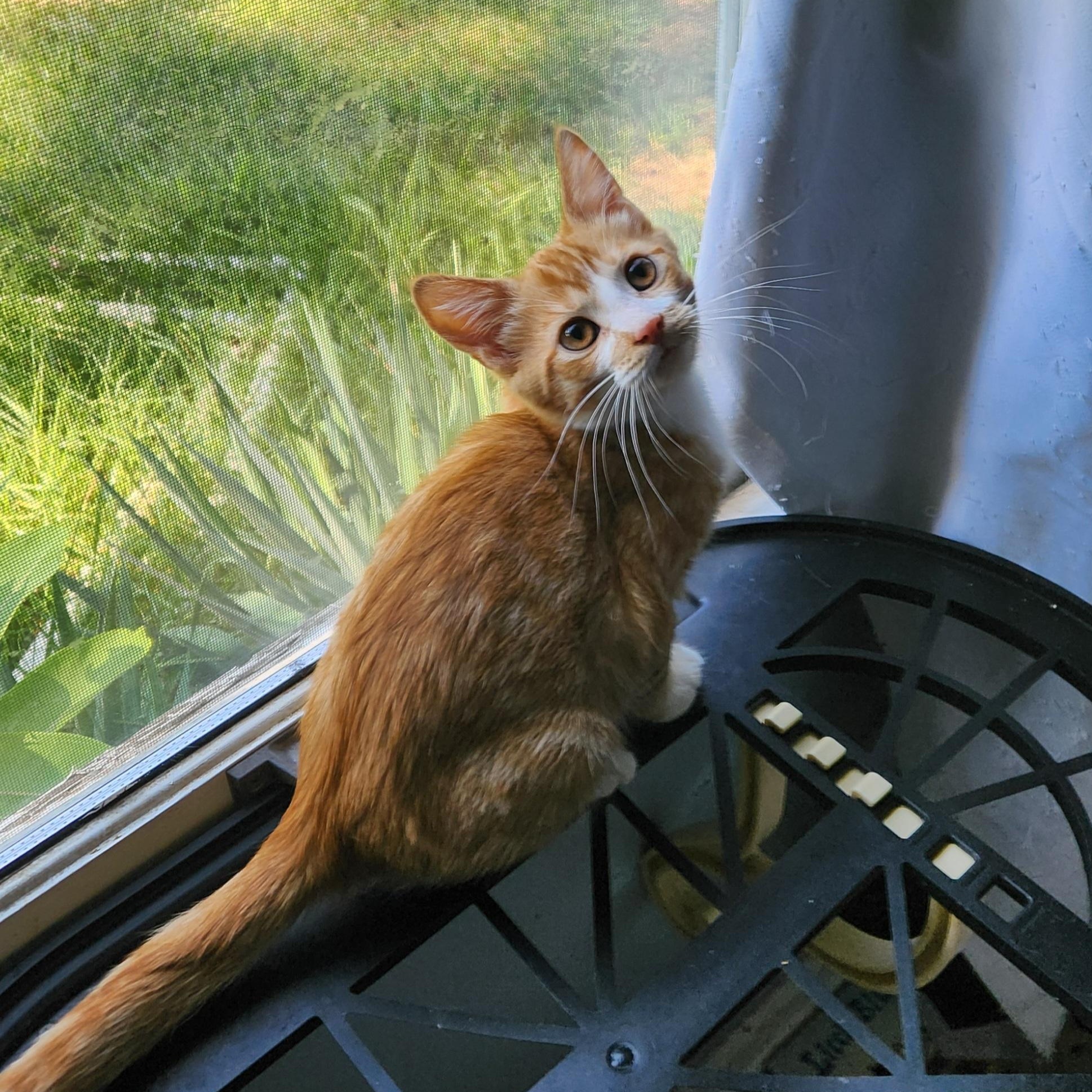 Fiz, Adoptable, Kitten Female Domestic Short Hair.