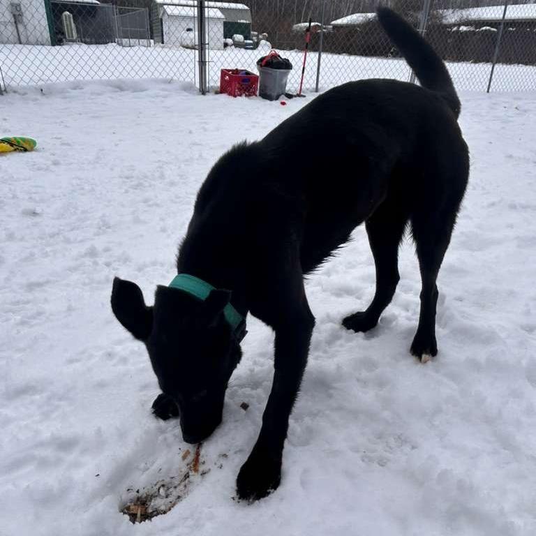 Enlarge Ginney, a Adoptable Black Labrador Retriever in Standish, MI image 1/6