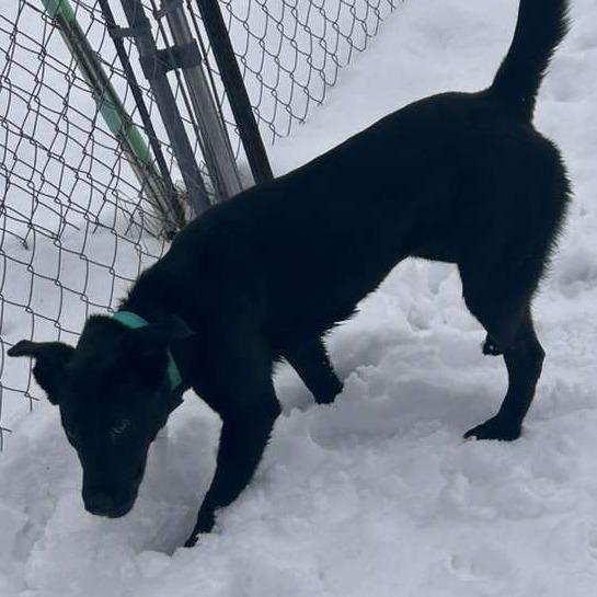 Ginney, adopted, Young Female Black Labrador Retriever.
