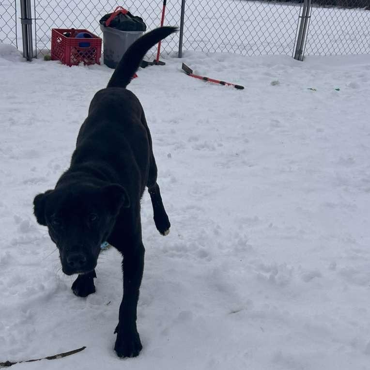 Enlarge Ginney, a Adoptable Black Labrador Retriever in Standish, MI image 3/6