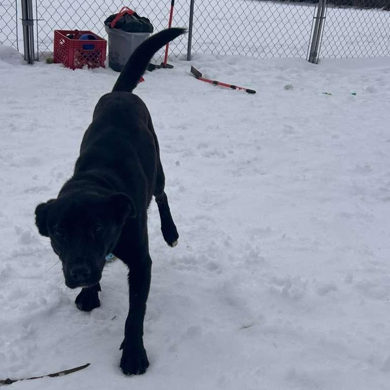 Enlarge Ginney, a Adoptable Black Labrador Retriever in Standish, MI image 4/6