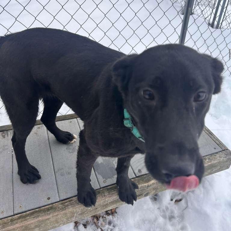 Enlarge Ginney, a Adoptable Black Labrador Retriever in Standish, MI image 5/6