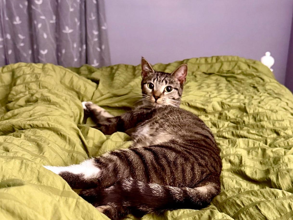 *Samara, a Adoptable Domestic Short Hair in Forest, VA image 3/3