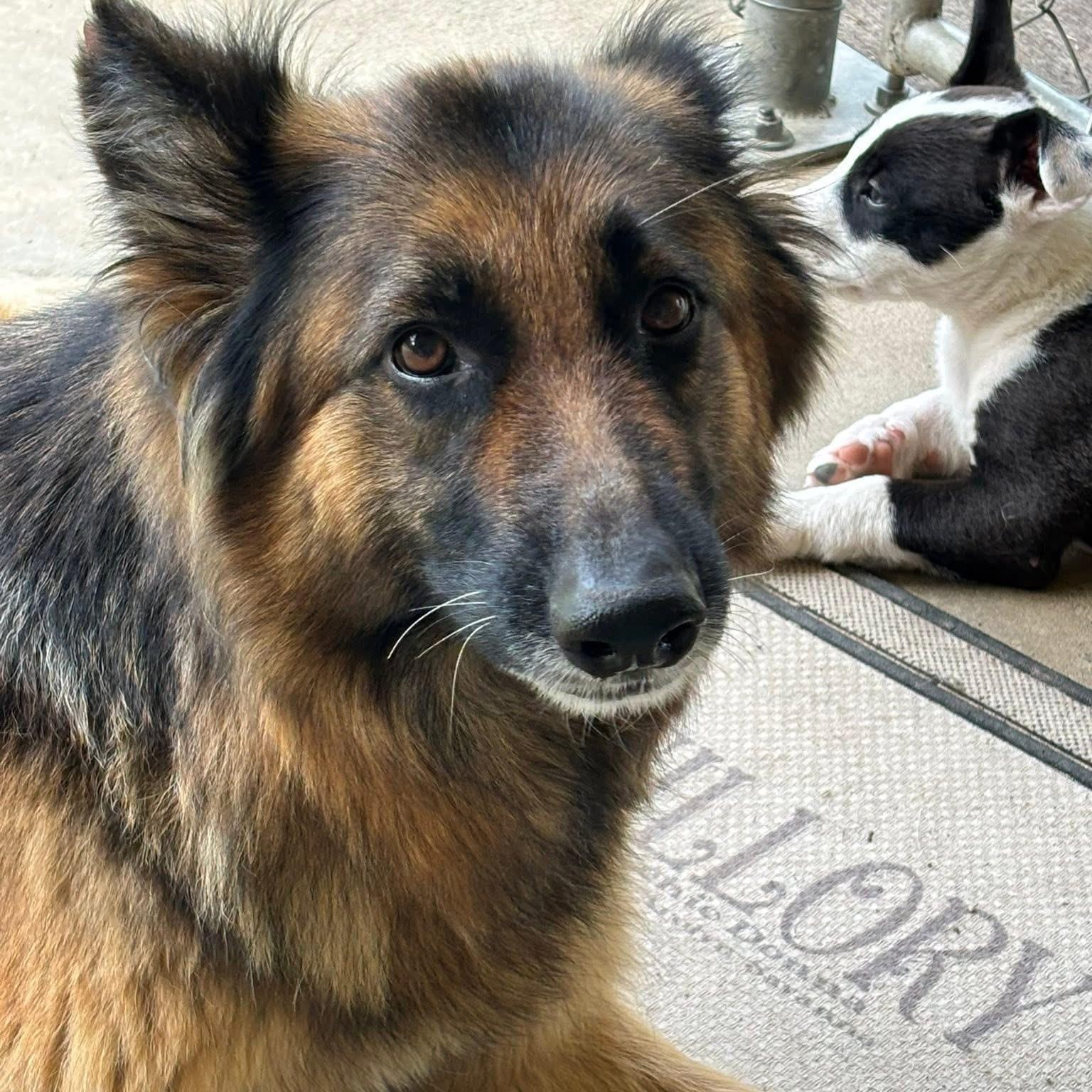 Nikki, Young Female German Shepherd Dog