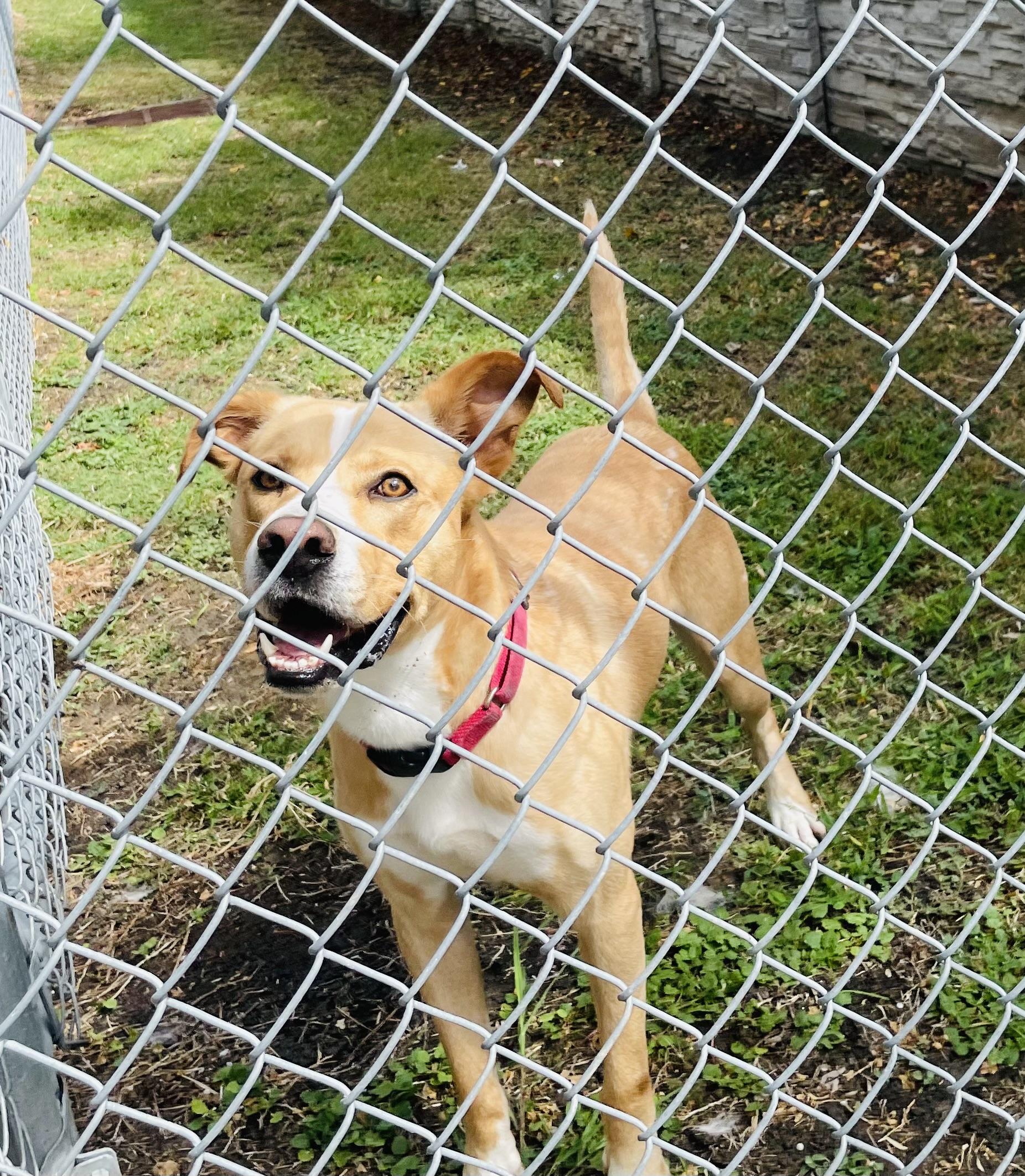 Enlarge Skog /pronounced "Skoo-g", a Adoptable mixed breed in Seabrook, TX image 1/6