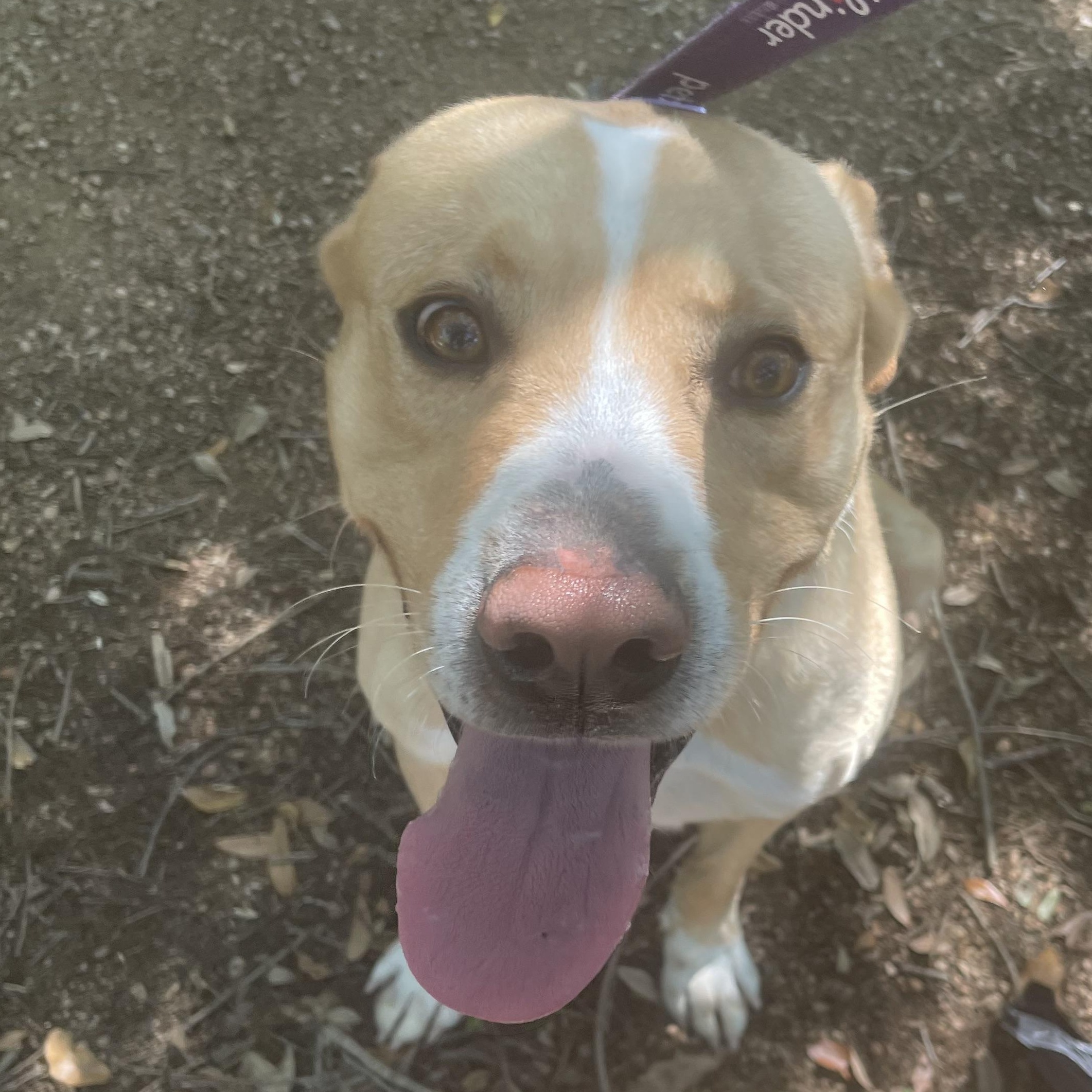 Enlarge Skog /pronounced "Skoo-g", a Adoptable mixed breed in Seabrook, TX image 2/6