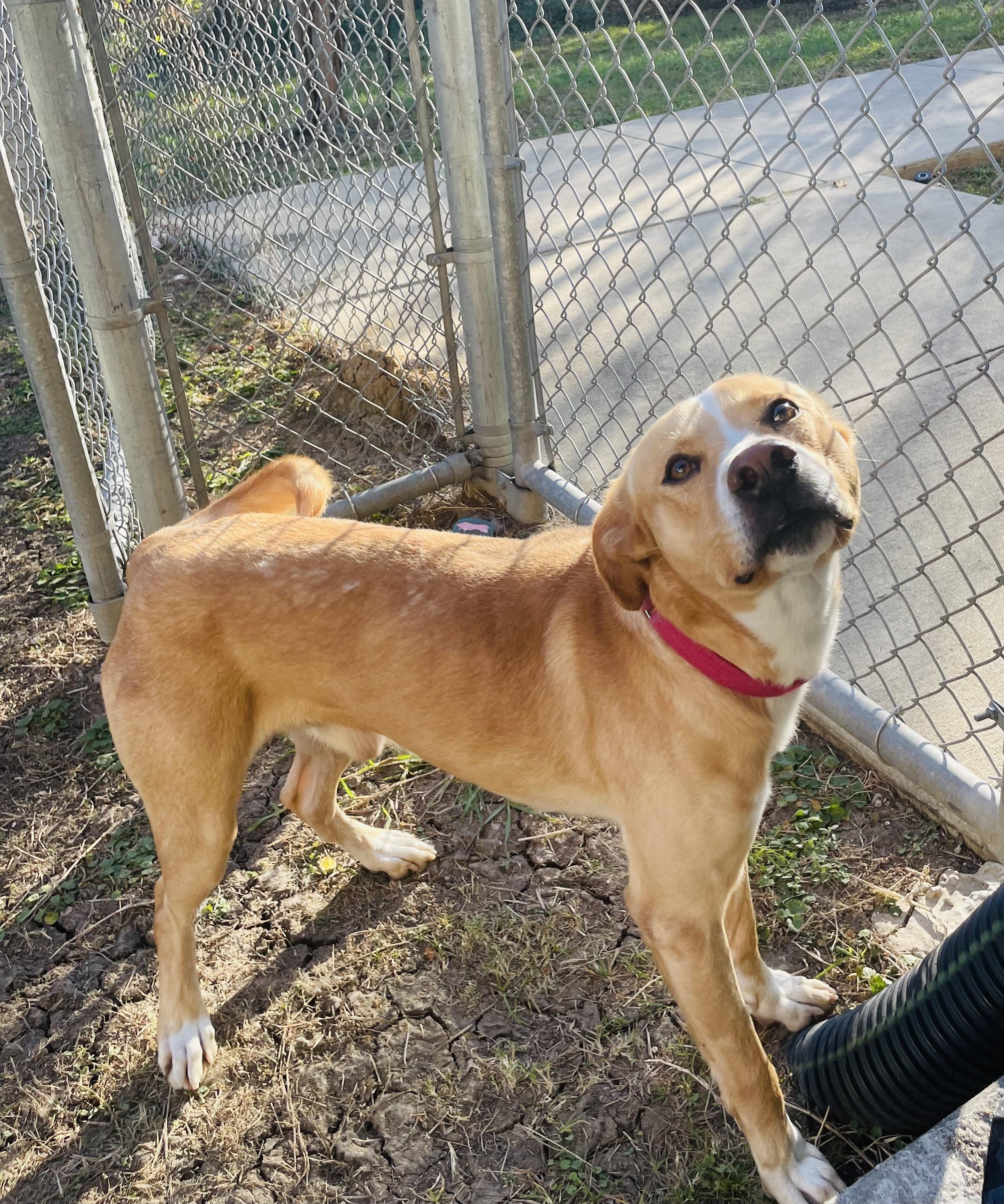 Enlarge Skog /pronounced "Skoo-g", a Adoptable mixed breed in Seabrook, TX image 3/6
