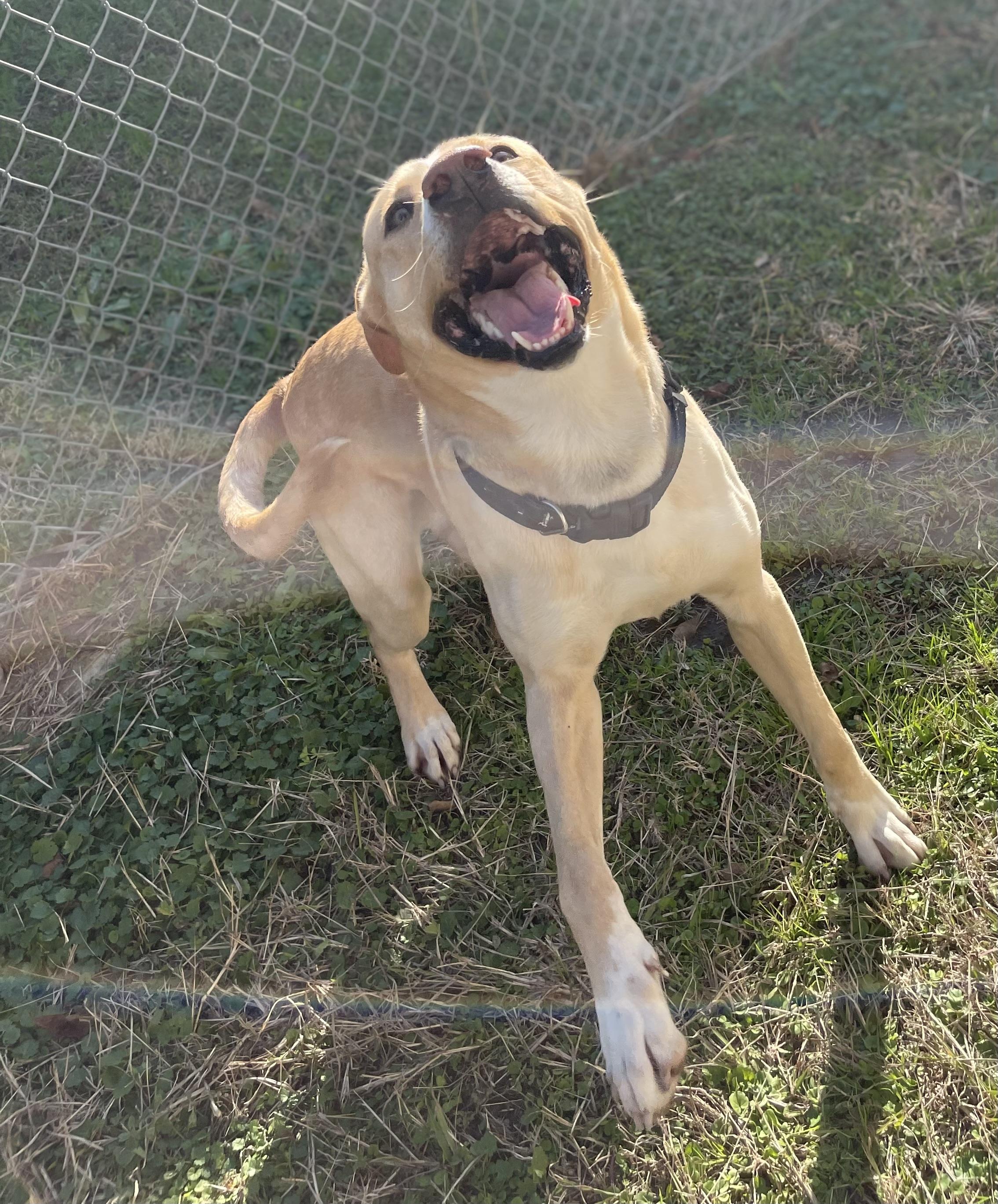 Enlarge Skog /pronounced "Skoo-g", a Adoptable mixed breed in Seabrook, TX image 4/6