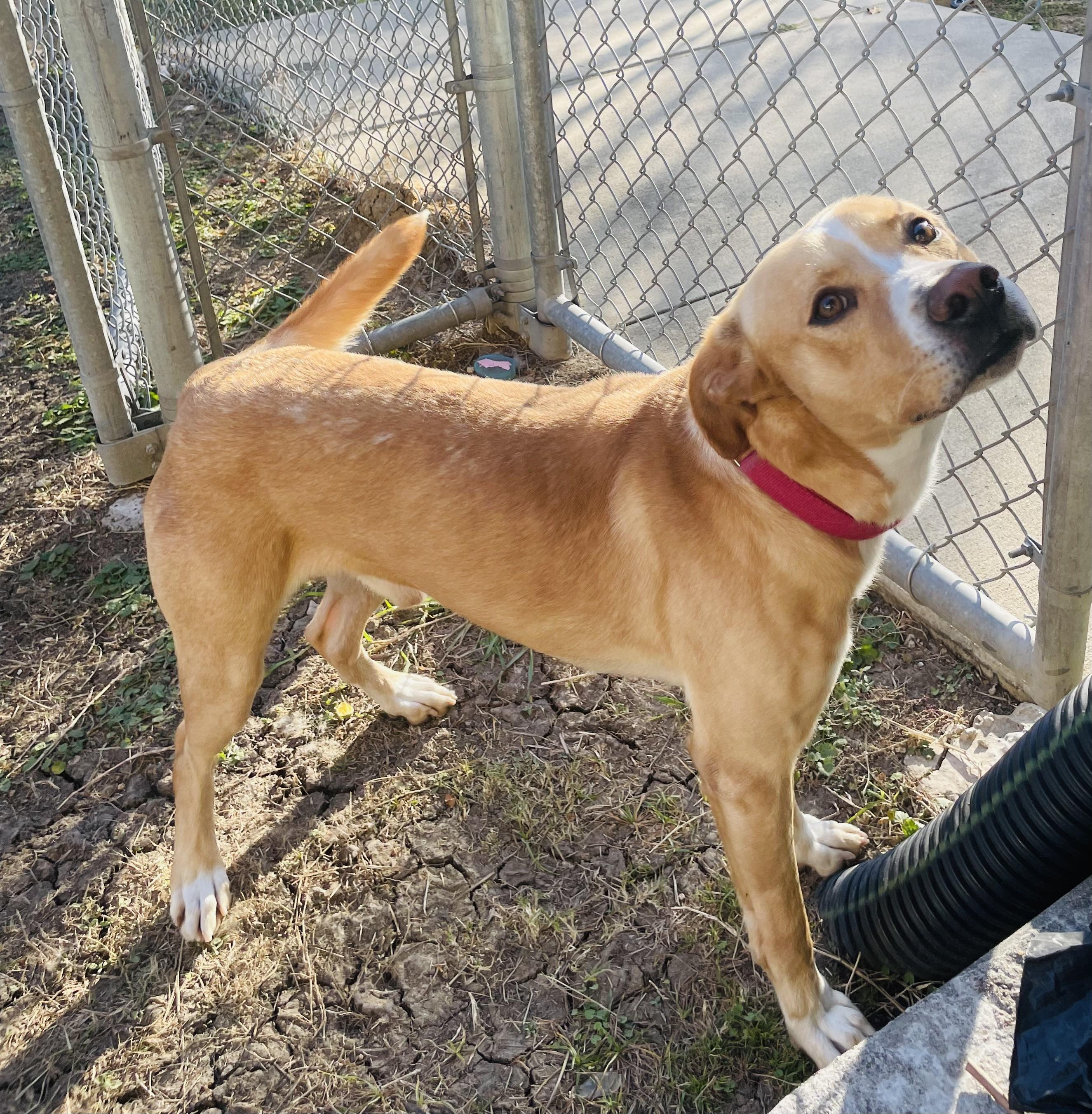 Enlarge Skog /pronounced "Skoo-g", a Adoptable mixed breed in Seabrook, TX image 5/6