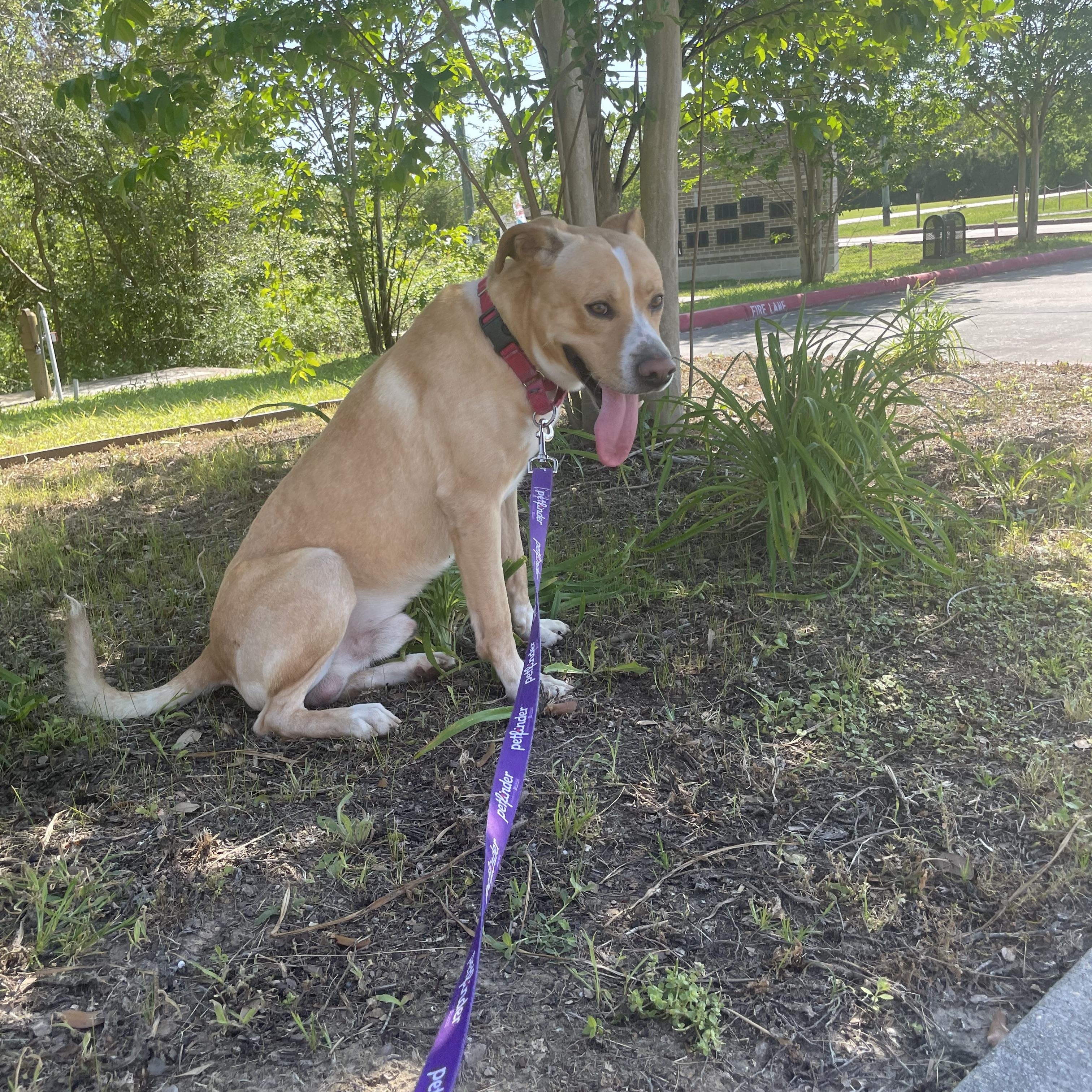 Skog /pronounced "Skoo-g", Adult Male Pit Bull Terrier