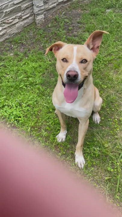 Enlarge Skog /pronounced "Skoo-g", a Adoptable mixed breed in Seabrook, TX video 6/6