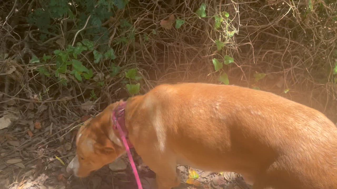 Enlarge Skog /pronounced "Skoo-g", a Adoptable mixed breed in Seabrook, TX video 2/6