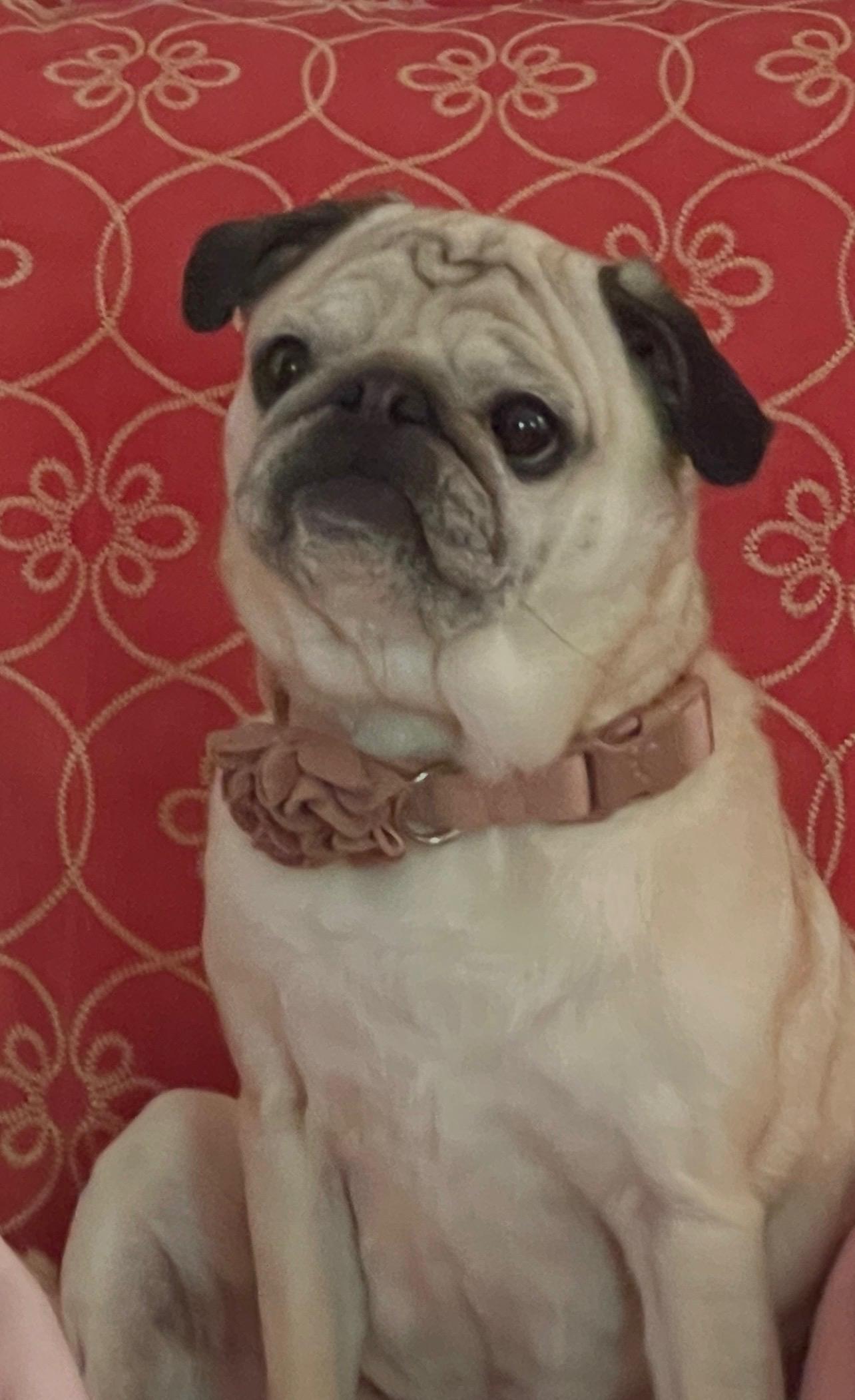 Greta, adopted, Adult Female Pug.
