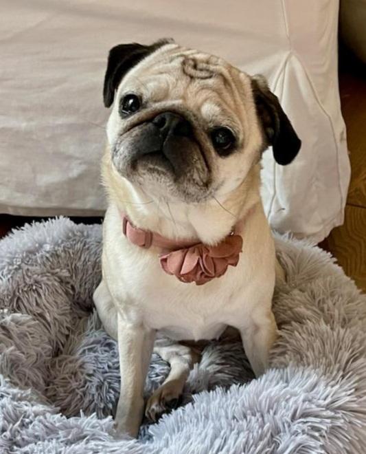Enlarge Greta, an adopted Pug in Summerfield, NC image 2/2