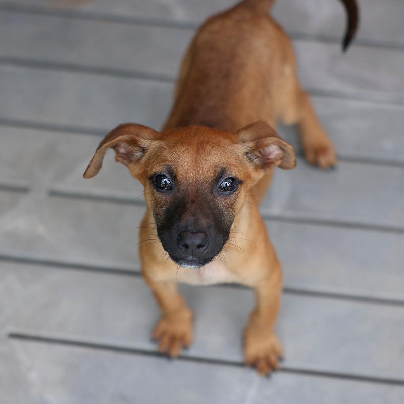 Enlarge Belen, a Adoptable Mixed Breed in Bradenton, FL image 1/2
