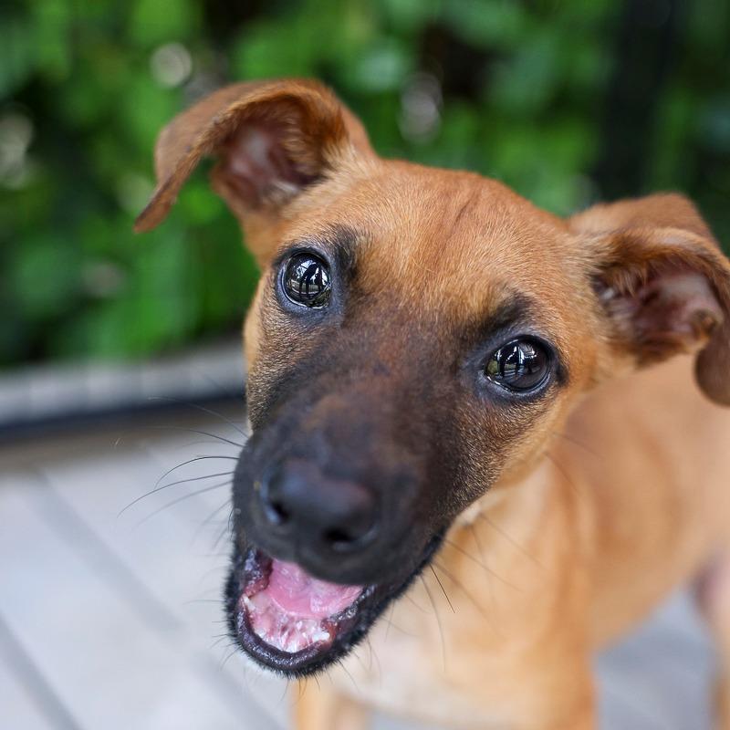 Enlarge Belen, a Adoptable Mixed Breed in Bradenton, FL image 2/2