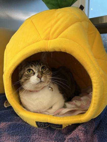 Emerson, Adoptable, Adult Female Domestic Short Hair & Domestic Short Hair.
