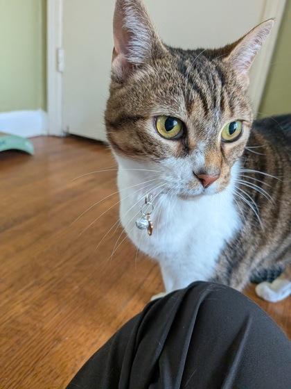 Enlarge Emerson, a Adoptable mixed breed in Memphis, TN image 2/3