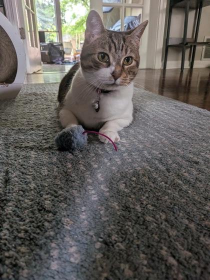 Emerson, Adoptable, Adult Female Domestic Short Hair & Domestic Short Hair.