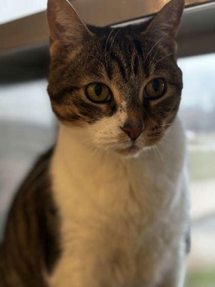 Enlarge Emerson, a Adoptable mixed breed in Memphis, TN image 3/3