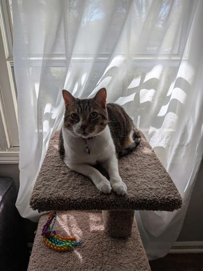 Enlarge Emerson, a Adoptable mixed breed in Memphis, TN image 3/3